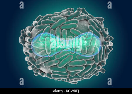 Le virus de la variole. Illustration d'un virus de la variole (Variola). Une membrane (transparent) provenant de son cellule hôte couvre la particule virale. À l'intérieur de ce se trouve le noyau (bleu), qui contient la particule, l'acide désoxyribonucléique (ADN) du matériel génétique. Le noyau a une forme biconcave. La surface du virus est couvert de tubules de surface qui aident le virus en pièce jointe à une cellule hôte. La variole est une maladie qui provoque de la fièvre et souvent la mort. Elle a été éradiquée après un effort mondial dans les années 70, mais il existe des souches dans les laboratoires de recherche. Banque D'Images