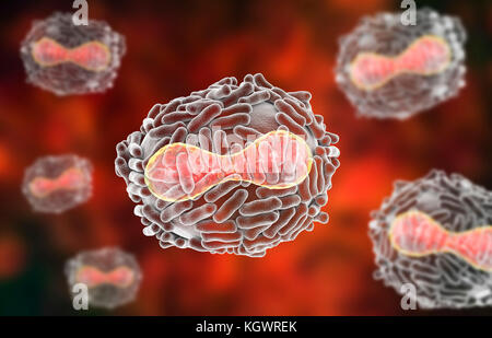 Le virus de la variole. Illustration d'un virus de la variole (Variola). Une membrane (transparent) provenant de son cellule hôte couvre la particule virale. À l'intérieur de ce se trouve le noyau (rouge), qui contient la particule, l'acide désoxyribonucléique (ADN) du matériel génétique. Le noyau a une forme biconcave. La surface du virus est couvert de tubules de surface qui aident le virus en pièce jointe à une cellule hôte. La variole est une maladie qui provoque de la fièvre et souvent la mort. Elle a été éradiquée après un effort mondial dans les années 70, mais il existe des souches dans les laboratoires de recherche. Banque D'Images