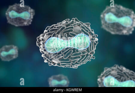 Le virus de la variole. Illustration d'un virus de la variole (Variola). Une membrane (transparent) provenant de son cellule hôte couvre la particule virale. À l'intérieur de ce se trouve le noyau (bleu), qui contient la particule, l'acide désoxyribonucléique (ADN) du matériel génétique. Le noyau a une forme biconcave. La surface du virus est couvert de tubules de surface qui aident le virus en pièce jointe à une cellule hôte. La variole est une maladie qui provoque de la fièvre et souvent la mort. Elle a été éradiquée après un effort mondial dans les années 70, mais il existe des souches dans les laboratoires de recherche. Banque D'Images