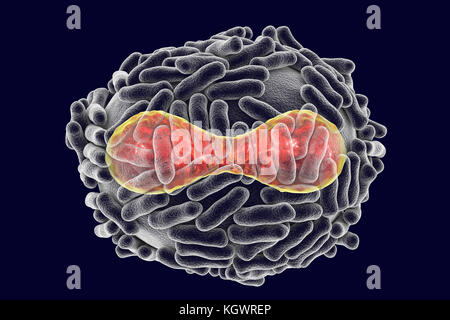 Le virus de la variole. Illustration d'un virus de la variole (Variola). Une membrane (transparent) provenant de son cellule hôte couvre la particule virale. À l'intérieur de ce se trouve le noyau (rouge), qui contient la particule, l'acide désoxyribonucléique (ADN) du matériel génétique. Le noyau a une forme biconcave. La surface du virus est couvert de tubules de surface qui aident le virus en pièce jointe à une cellule hôte. La variole est une maladie qui provoque de la fièvre et souvent la mort. Elle a été éradiquée après un effort mondial dans les années 70, mais il existe des souches dans les laboratoires de recherche. Banque D'Images