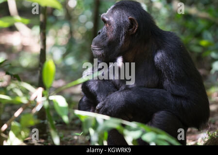 Des profils chimpanzé dans la forêt de Kibale, en Ouganda. Banque D'Images