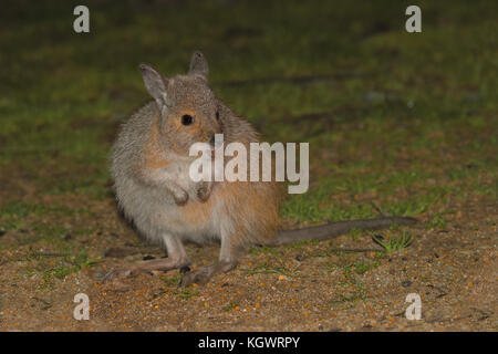 Le bec-de-lièvre Wallaby wallaby (hirsutus), un marsupial rare au bord de la Barna, saisissez Sanctuaire Mia Banque D'Images