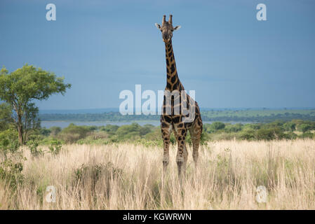 La girafe Rothschild, une espèce en voie de sous-espèce qu'on trouve que dans deux parcs nationaux, le parc national de Murchison Falls, en Ouganda. Banque D'Images