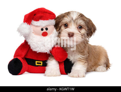 Le père noël est mon ami - chiot Bichon Havanais mignon chien avec une peluche - isolé sur fond blanc Banque D'Images