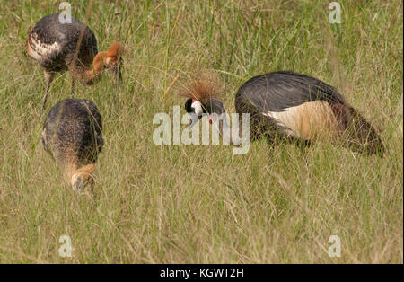 Grue couronnée grise famille, l'oiseau national de l'Ouganda ; Murchison Falls National Park. Banque D'Images