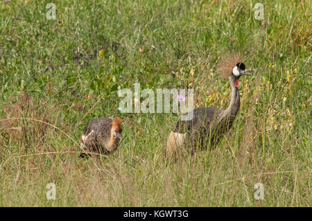 Grue couronnée grise famille, l'oiseau national de l'Ouganda ; Murchison Falls National Park. Banque D'Images