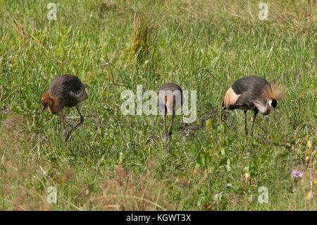 Grue couronnée grise famille, l'oiseau national de l'Ouganda ; Murchison Falls National Park. Banque D'Images