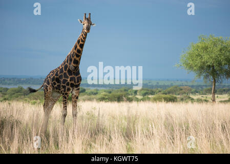 La girafe Rothschild, une espèce en voie de sous-espèce qu'on trouve que dans deux parcs nationaux, le parc national de Murchison Falls, en Ouganda. Banque D'Images