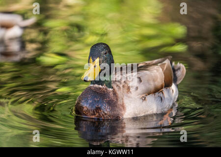 Canards nager le long de la rivière taff, Cardiff, Pays de Galles, Royaume-Uni Banque D'Images