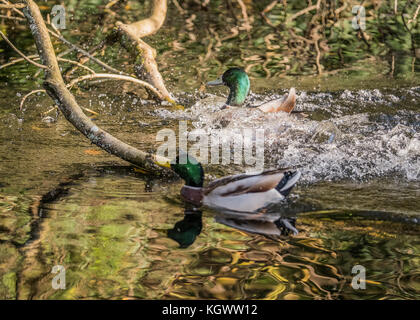 Canards nager le long de la rivière taff, Cardiff, Pays de Galles, Royaume-Uni Banque D'Images