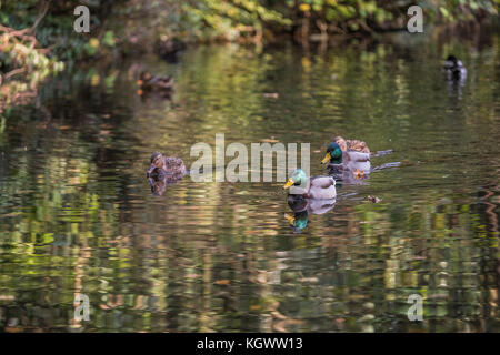 Canards nager le long de la rivière taff, Cardiff, Pays de Galles, Royaume-Uni Banque D'Images