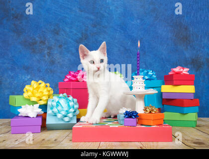 Petit chaton blanc avec heterochromia yeux, assis à côté d'une miniature du gâteau d'anniversaire sur socle entouré par des cadeaux d'anniversaire à la recherche de Banque D'Images