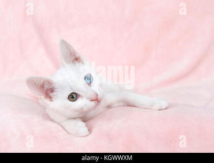 Un mignon chaton blanc avec heterochromia, ou odd-eyed. L'un bleu et un brun verdâtre. Portant sur une couverture rose texturé latéralement à la recherche au spectateur. Banque D'Images