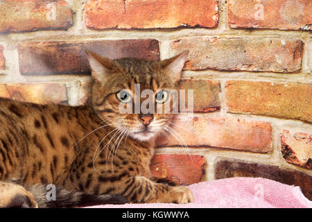 Portrait d'un chat Bengal, regardant vers le bas à droite les téléspectateurs avec un regard triste sur son visage. Portant sur une couverture rose, mur arrière-plan. Banque D'Images