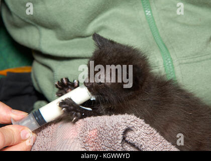 Deux semaines chaton noir d'être nourris à la main la formule de seringue. Le nouveau-né est un défi perdu ses parents mais peut être amusant et gratifiant. Banque D'Images