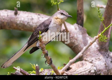 Moqueur polyglotte (Mimus polyglottos) perché sur une branche d'arbre sur l'île tropicale de la Jamaïque. Banque D'Images