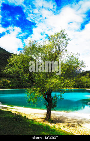 Un bel arbre isolé dans les montagnes au lac de garde Banque D'Images