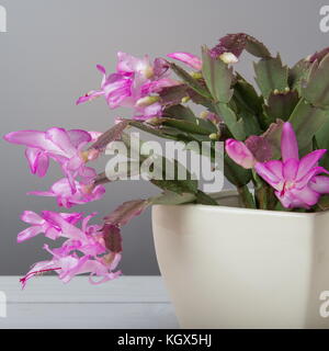 Rose fleurs de cactus de Noël schlumbergera dans un pot isolé sur fond blanc. Banque D'Images