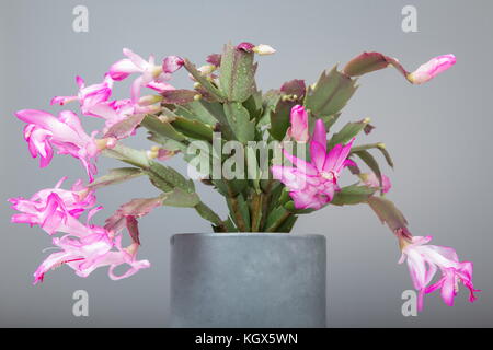 Rose fleurs de cactus de Noël schlumbergera dans un pot isolé sur fond blanc. Banque D'Images