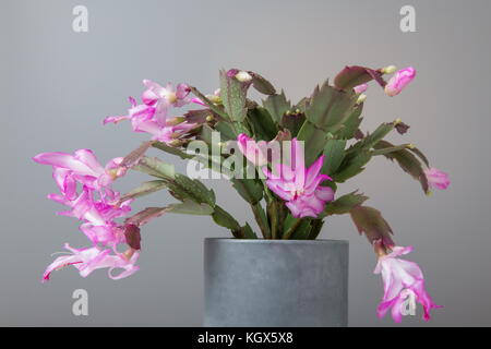 Rose fleurs de cactus de Noël schlumbergera dans un pot isolé sur fond blanc. Banque D'Images