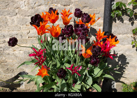 Tulipes orange et violet dans un pot à l'extérieur de l'Maytime Inn de Asthall, Oxfordshire, UK. Banque D'Images