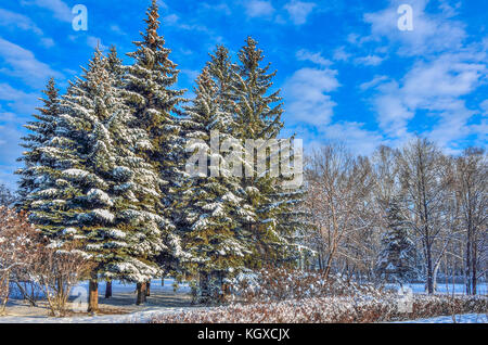 Beau paysage d'hiver avec de la neige-couvertes de sapins avec les cônes dans le parc de la ville par un beau ciel bleu ensoleillé avec des nuages blancs de fond Banque D'Images