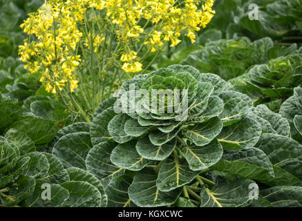 Close up de chou de Bruxelles Brassica oleracea, usine, grandissant dans le champ des cultures avec les mauvaises herbes à fleurs jaunes, East Lothian, Scotland, UK Banque D'Images