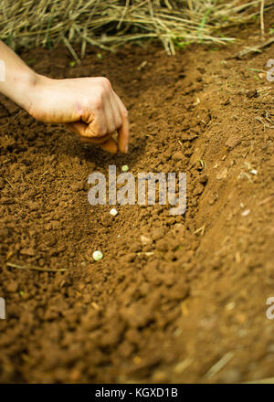 -Semer, planter les graines de pois plantation main femme Banque D'Images