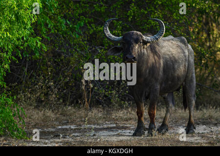 Buffle sauvage du Sri Lanka - Bubalus arnee migona, Sri Lanka Banque D'Images