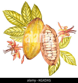 Ensemble d'illustration botanique. aquarelle collection fruits cacao isolé sur fond blanc. à la main les plantes exotiques de cacao Banque D'Images