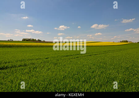 Un paysage rural : un feld de blés jaunes avec des champs de canola à l'arrière-plan.' ciel bleu avec nuages épars Banque D'Images