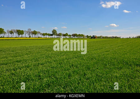 Un paysage rural : un champ de blé vert au printemps avec une ligne d'arbres et d'un patch de canola jaune Banque D'Images