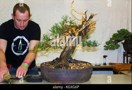 Philip Donnelly a aidé Bjorholm Bjorholm dans les dernières étapes d'une manifestation de style bonsai qui s'est tenue à Belfast, en Irlande du Nord, en novembre 2017 Banque D'Images