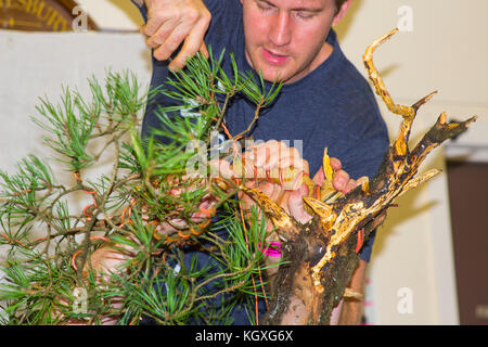 Bjorholm Bjorholm au début de la création d'un bonsai de PIN écossais (Pinus Sylvestris) lors d'une manifestation publique à Belfast, en Irlande du Nord Banque D'Images