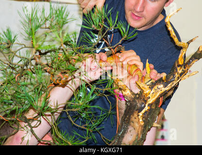 Bjorholm Bjorholm au début de la création d'un bonsai de PIN écossais (Pinus Sylvestris) lors d'une manifestation publique à Belfast, en Irlande du Nord Banque D'Images