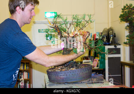 Bjorholm Bjorholm au début de la création d'un bonsai de PIN écossais (Pinus Sylvestris) lors d'une manifestation publique à Belfast, en Irlande du Nord Banque D'Images