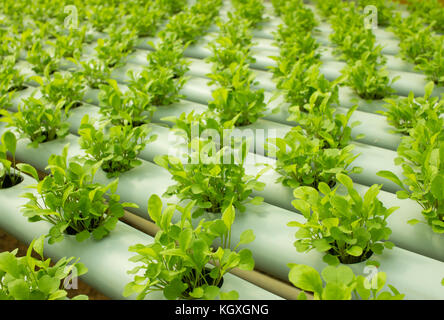 Petite roquette les plantes croissant dans la culture hydroponique Banque D'Images