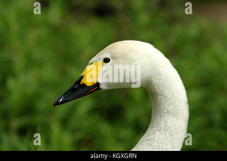 Bewicks Swan - (Cygnus columbianus bewickii) Banque D'Images