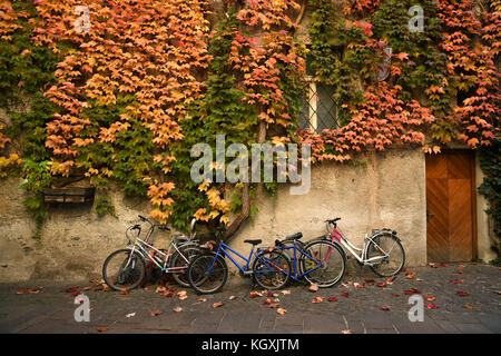 Les feuilles rouge et jaune pendant la saison d'automne dans le centre de Bressanone, Bolzano, Italie. Banque D'Images