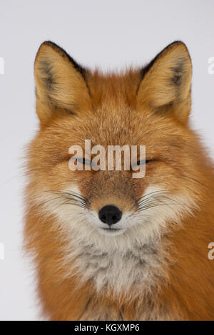 Portrait d'un renard roux dans whitehorse, Yukon, Canada Banque D'Images