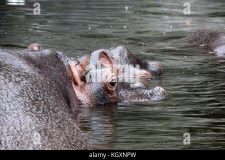 Hippopotame / Hippo dans le zoo indonésien ils essaient de se cacher sous l'eau Banque D'Images