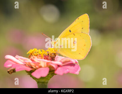 Vue ventrale d'un nuageux papillon qui se nourrit d'une zinnia rose Banque D'Images