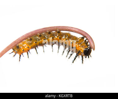 Cinq jours, golfe de deuxième stade fritillary butterfly caterpillar mangeant une fleur de la passion, de la vrille sur blanc Banque D'Images