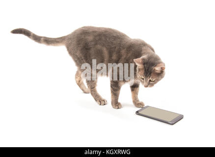 Bleu tabby cat standing in front of a smart phone, sur fond blanc Banque D'Images