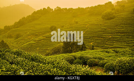 Lac de l'Ouest Plantes thé Longjing champ dans la province de Zhejiang Chine Banque D'Images