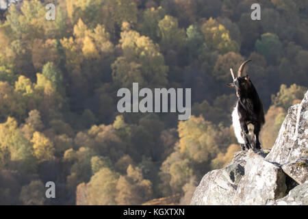 Les chèvres sauvages portrait en automne dans les highlands écossais Banque D'Images