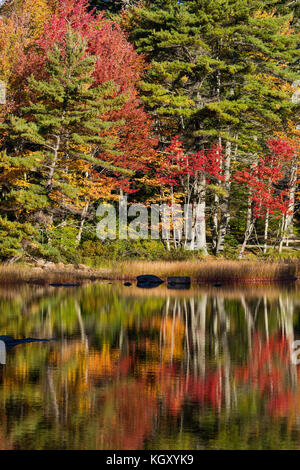 La réflexion des feuilles d'automne, l'Acadia National Park, Maine Banque D'Images