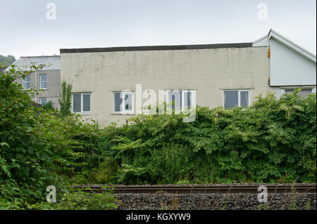 Rob Waistell qui est de couleur crème (bungalow) à Maesteg, Pays de Galles, Royaume-Uni, est gangrené par la renouée du Japon qui s'est étendu le long du chemin de fer. Banque D'Images