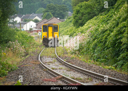 Rob Waistell qui est de couleur crème (bungalow) à Maesteg, Pays de Galles, Royaume-Uni, est gangrené par la renouée du Japon qui s'est étendu le long du chemin de fer. Banque D'Images