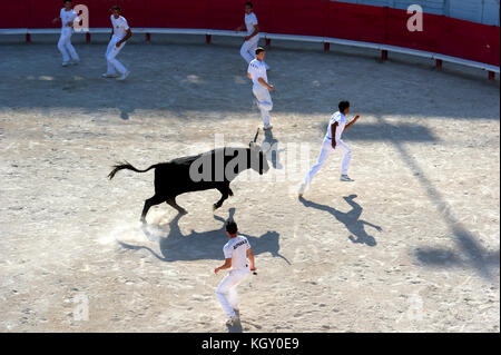 France, Bouches du Rhône (13), Camargue, Arles. La Race Camargue, la corrida dans les arènes des Saintes Maries de la Mer Banque D'Images